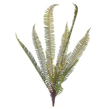 31" Rooted Forest Fern Plant