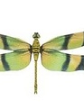Majestic Dragonfly Magnet (6-Styles)
