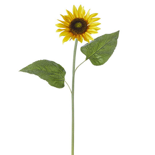 Vibrant Sunflower Stem