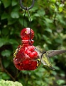 Solar Lunalite Globe Hummingbird Feeder