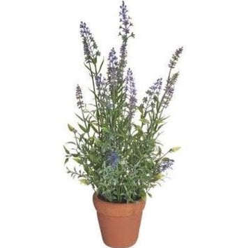 20" Garden Lavender in Clay Pot