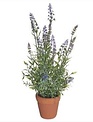 20" Garden Lavender in Clay Pot