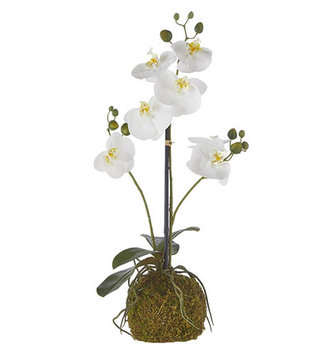 23.75" White Phalaenopsis w/ Moss Drop In