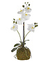 23.75" White Phalaenopsis w/ Moss Drop In