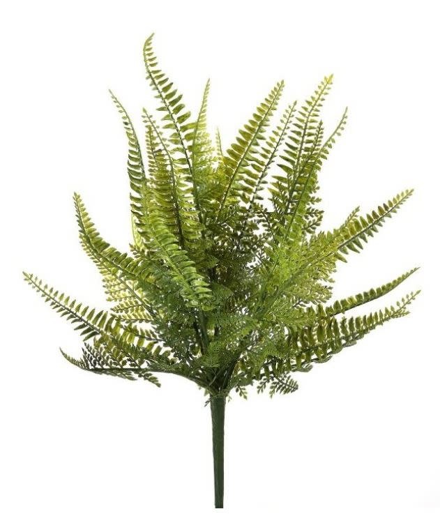 18" Ladder Fern Bush