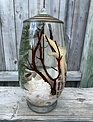Seashell Lifetime Oil Candle (9-Styles)