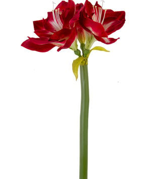 26" Amaryllis (3-Colors)