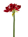 26" Amaryllis (3-Colors)