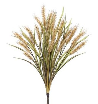 Natural Wheat Bush