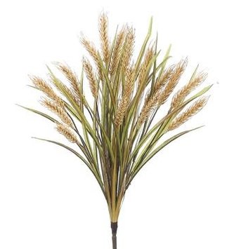 Natural Wheat Bush