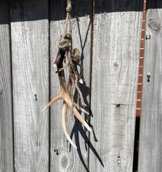 13" Hanging Antler Ornament