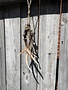 13" Hanging Antler Ornament