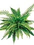 Boston Staged Fern