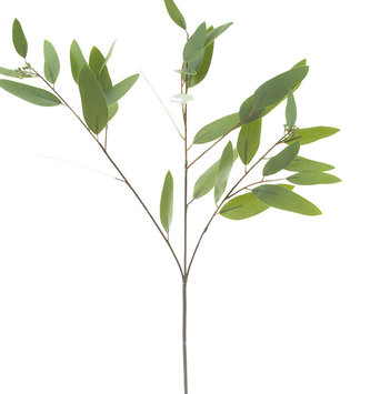 34" Long Leaf Green Eucalyptus w/ Seeds