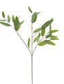 34" Long Leaf Green Eucalyptus w/ Seeds