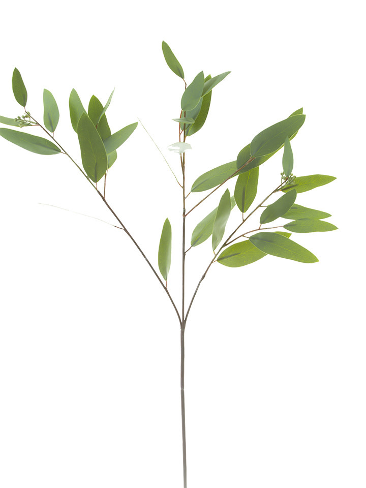 34" Long Leaf Green Eucalyptus w/ Seeds