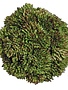 4" Sedum Orb