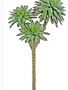 Triple Daisy Succulent