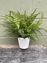 Custom Mixed Fern in White Ceramic Fluted Container