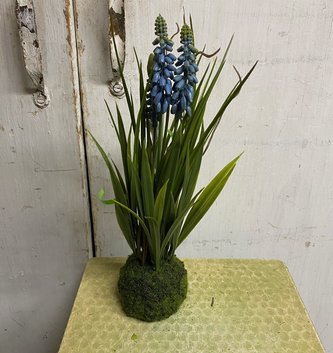 Grape Hyacinth on Moss