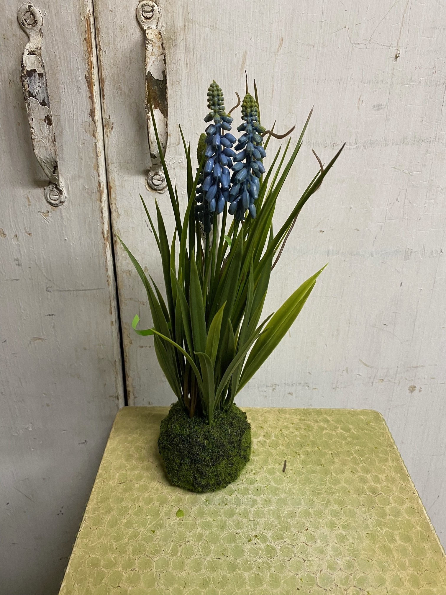 Grape Hyacinth on Moss