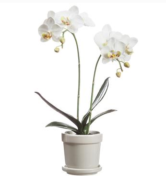 15.5" White Double Phalaenopsis Orchid in Ceramic Container