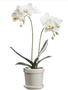 15.5" White Double Phalaenopsis Orchid in Ceramic Container