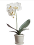 15.4" White Single Phalaenopsis