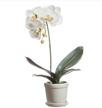 15.4" White Single Phalaenopsis