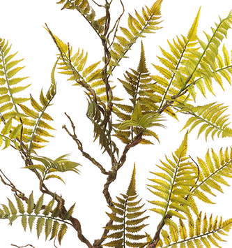 Fern leaves sketch botanical clipart Royalty Free Vector