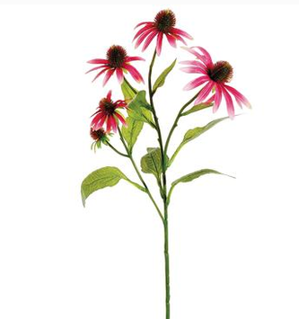 29" Echinacea
