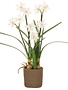 Paper Whites with Bulbs in Pot