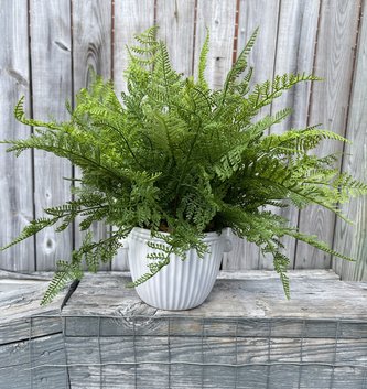 Custom Lace and Sword Fern in White Ribbed Container