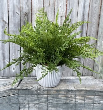 Custom Lace and Sword Fern in White Ribbed Container