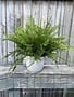 Custom Lace and Sword Fern in White Ribbed Container