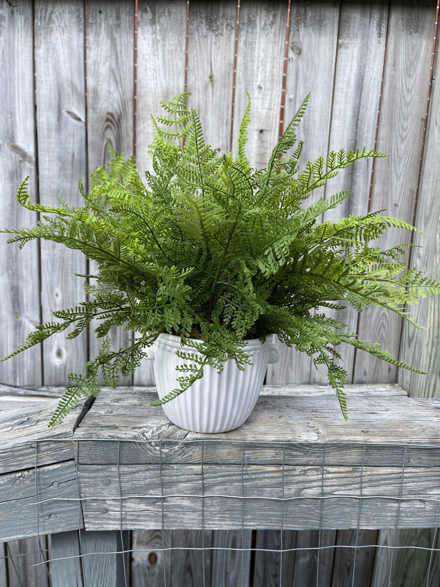 Custom Lace and Sword Fern in White Ribbed Container