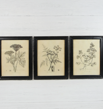 Black & White Botanical Print (3-Styles)