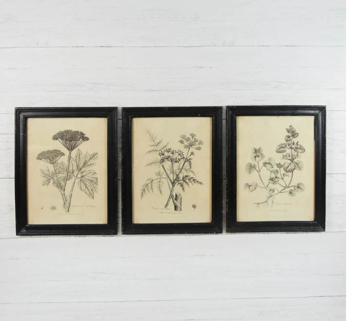 Black & White Botanical Print (3-Styles)
