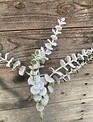 Snowy Eucalyptus Spray