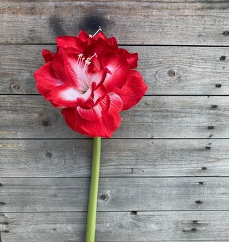 26" Amaryllis White Red