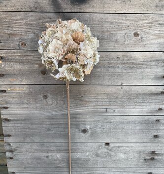 20" Jeweled Hydrangea Stem