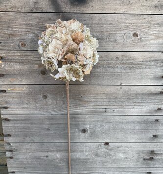 20" Jeweled Hydrangea Stem