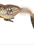 Glass Clip on Feathered Tail Bird Ornament