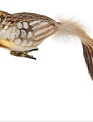 Glass Clip on Feathered Tail Bird Ornament