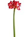 27" Red & White Amaryllis Spray