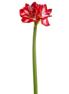 27" Red & White Amaryllis Spray