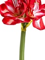 27" Red & White Amaryllis Spray