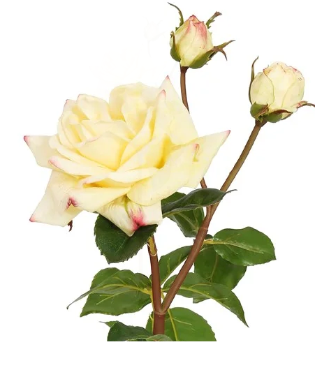 22" Natural Touch Sweet Juliet English Rose (3-Colors)