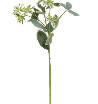 Snow on the Mountain Stem