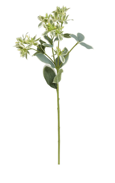 Snow on the Mountain Stem
